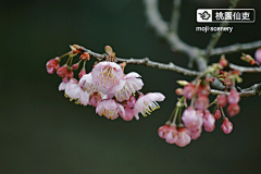 墨迹时景么么哒采集到花