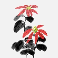 写意国画手绘花卉一品红图片大小2000x2000px 图片尺寸1.43 MB 来自PNG搜索网 pngss.com 免费免扣png素材下载！国画#花草#花朵#花卉#手绘#水墨画#素#写意#一品红#植物#自然#