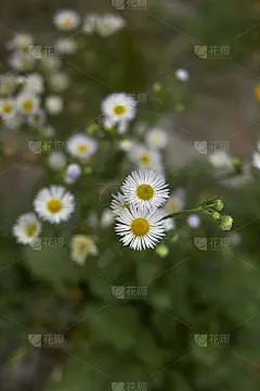 埃里格龙年金