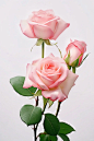 绘画素材：粉色玫瑰花