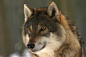 gray wolf | The Wolfram Language Image Identification Project : I tried the Wolfram Language Image Identification Project: 