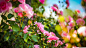 General 1366x768 rose depth of field flowers pink flowers