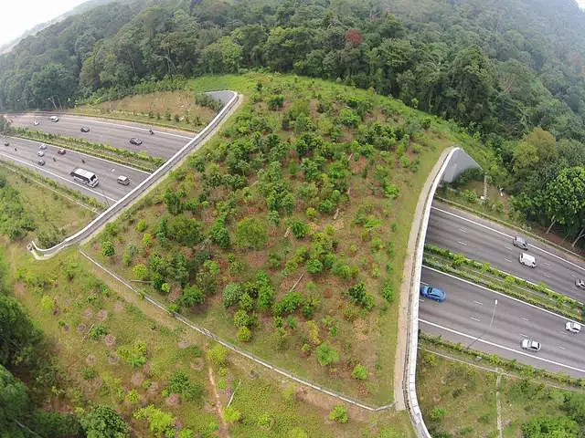 这些国家专门为野生动物修建桥梁隧道，每年...