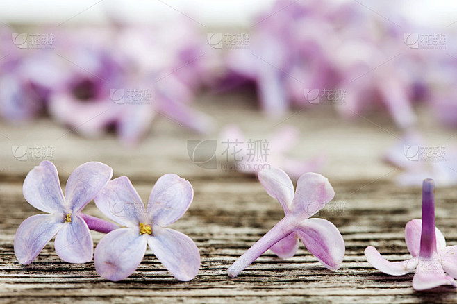 在古老的深色木质表面上开的小紫丁香花