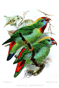 鹦形目·鹦鹉科·短尾鹦鹉属：菲律宾短尾鹦鹉