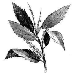 白背叶根  - 源文件下载【酷图网】中草药,草药,中药,线稿,矢量,人参,紫草,益母草,洋甘菊,土木香,松果菊,蒲公英,芦荟,牛蒡,山金车,枸杞,紫苏,雪松,依兰,菩提树花,枸骨叶,何首乌,天麻,生姜,虫草,白背叶根,
