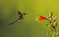 Violet-tailed Sylph
Violet-tailed Sylph (Aglaiocercus coelestis) 
Cometa Colivioleta 
Christian Sanchez Photography... 
Violet-tailed Sylph by Christian Sanchez on 500px