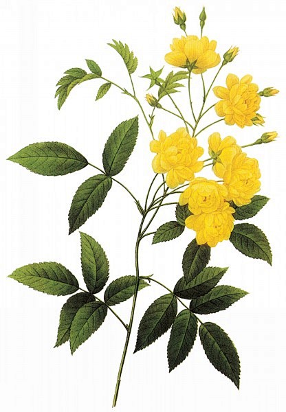 国外手绘植物花朵大全图片 
尺寸：152...