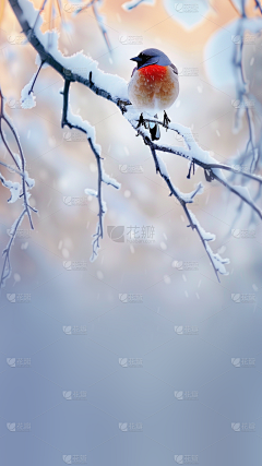 XxZBi68a采集到冬雪雪冬小大寒
