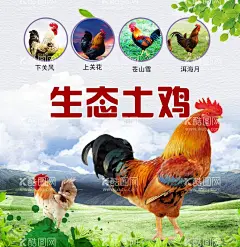 土鸡海报  - 源文件下载【酷图网】土鸡海报,蓝天白云背景,散养土鸡,家禽,公鸡,母鸡