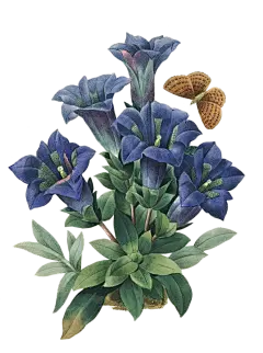 手绘花#花卉#花#白底#素材#手绘花插画#PNG#免抠#透明素材