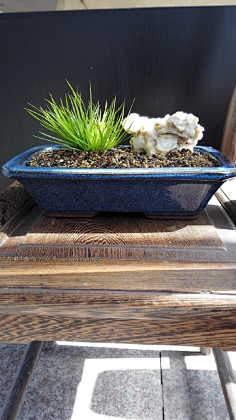 菖蒲盆景-花瓣网|陪你做生活的设计师 | 2156eb894f4f_orig.