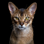 Alto [1M] (Abyssinian) 9983.jpg