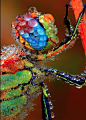 Ultra macro shot of early morning dew on a dragonfly.