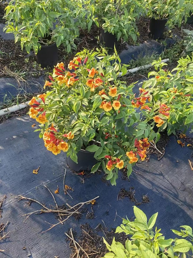 黄钟花