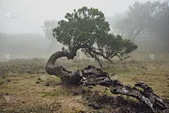 迷雾中的神秘树