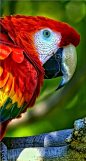 Colorful birds - The tropical Macaw parrot.: 