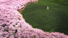 Dj7qF采集到自然植物风景