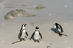 蠢企鹅