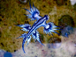 大西洋海神海蛞蝓（学名：Glaucus atlanticus），也叫“蓝龙”或“蓑海牛”，是一种蓝色、小型的远洋翼蓑海蛞蝓。简直！超！好！看！啊！