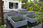'floating' lavender planters in a stunning contemporary garden filled by a large pond - Hoveniersbedrijf Jan Abrahams BV: 