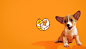 Pet Family - Brand Identity : Pet Family is a furniture segment from Olivar Móveis, a company from Dracena that serves in e-commerce and in person. The cosiness was the main attribute to direct the creation of the brand. The cat and dog, built from golden