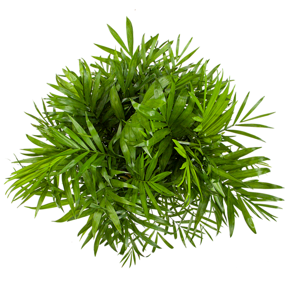 Indoor Plant Care Guide Pdf Free Download