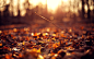 autumn-leaves-ground-sunset.jpg (2880×1800)
