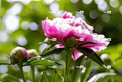 牡丹 花卉背景 花园 花 粉色 花壁纸 雨 太阳 美丽的花朵