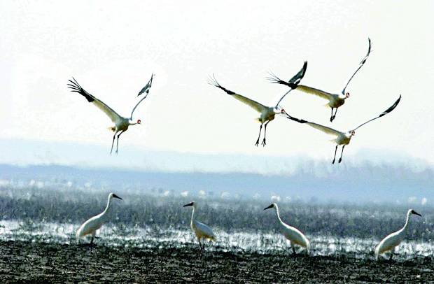 鄱阳湖10.jpg