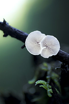 芊92采集到好看的蘑菇