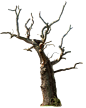 Dead tree 02 png by gd@北坤人素材