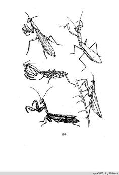 简笔画-花瓣网|陪你做生活的设计师 | 荷花白描图,荷花工笔(1)