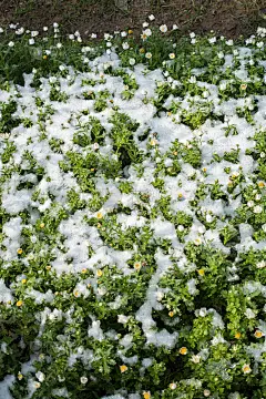 初绽春雪下