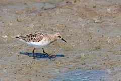小Stint (Calidris minuta)