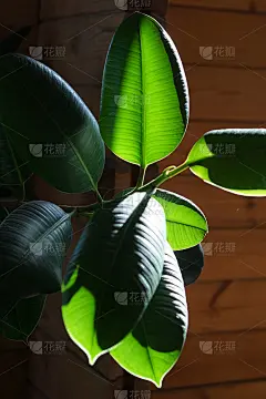 近距离的绿色榕树植物简约风格。