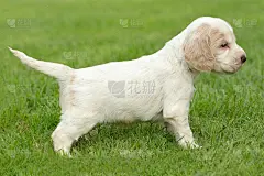 看起来像英国可卡犬小狗