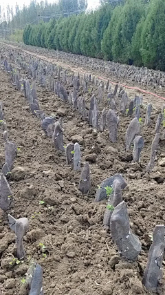 汪汪哒~采集到食物参考
