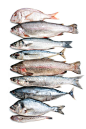 Sea fish collection. Isolated on white background , #ad, #collection, #fish, #Sea, #background, #white #ad