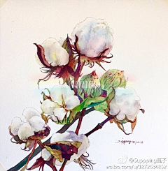 跳蚤大王采集到臻品