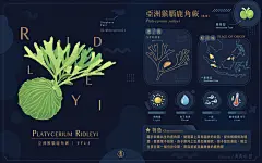 18原生種鹿角蕨插畫圖鑑-Platycerium-ビカクシダ - 青青小樹。多肉萌 : 18原生種鹿角蕨插畫圖鑑-Platycerium-ビカクシダ，希望透過圖鑑創作的方式讓大家更快更清楚的了解18種原生種鹿角蕨的差異以及他們的一些特徵、特性、生長環境、原產地、孢子葉孢子分佈，透過插畫圖鑑的形式，方便大家了解，也整理成懶人包，就不用到處在網路上爬文找每個品種的長相了！