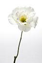 花头,花瓣,一个物体,白色背景,影棚拍摄_gic7345224_Flower on white background_创意图片_Getty Images China