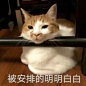 今日份可爱表情包合集，晚上好 ​​​​