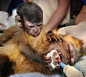 在澳大利亚墨尔本动物园，一只僧帽猴宝宝（Chekita）表情凝重地拥抱着正在接受手术的妈妈（Cassie）。