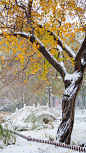 雪景 枫叶 树林