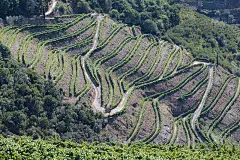 杜罗河山谷,葡萄牙。俯瞰河流，葡萄园在山上。夏日里的梯田葡萄园。在葡萄牙旅游的概念和葡萄牙最美的地方