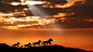 Samuel Nathan Kahn | Wild Horses Run at Sunset by Samuel  Nathan Kahn  on 500px