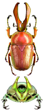 Narycius opalus red form