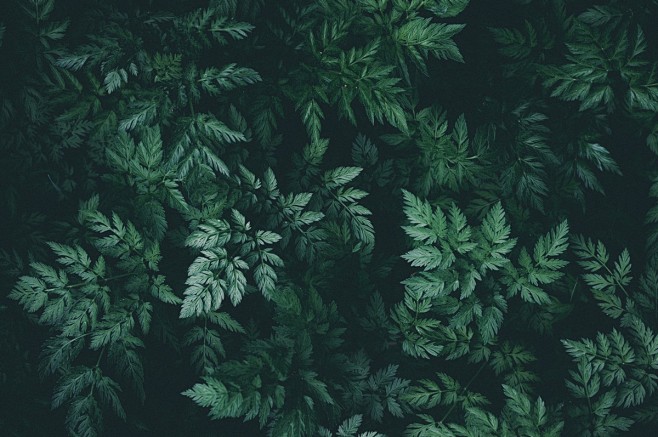 背景, 性质, 树叶, 绿色, 绿叶, ...