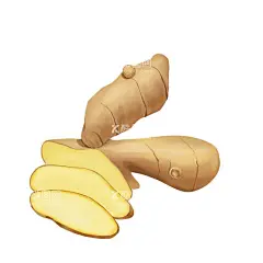 生姜插画素材  - 源文件下载【酷图网】生姜,姜片,姜茶,姜花,素材元素,素材,生姜插画,生姜元素,生姜素材,